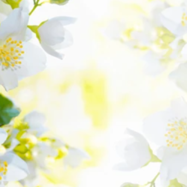 White Tea Symphony Essential Oil